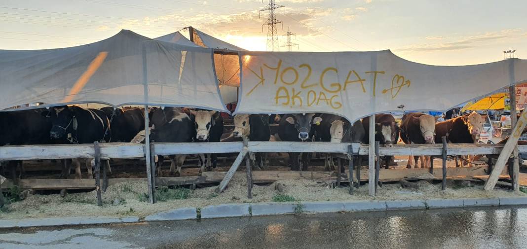 Sincan Yeniçimşit Kurban Pazarı’nda kurbanlık fiyatları 10